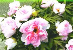 Иллюстрация к книге — Мне всегда везет! Символы фэн-шуй для вашего дома [Symbols-of-Feng-Shui-to-your-home-12.jpg]