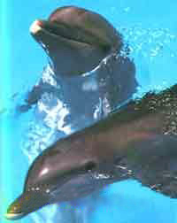 Иллюстрация к книге — Мне всегда везет! Символы фэн-шуй для вашего дома [Symbols-of-Feng-Shui-to-your-home-20.jpg]