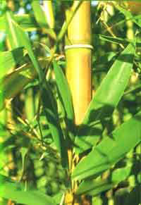 Иллюстрация к книге — Мне всегда везет! Символы фэн-шуй для вашего дома [Symbols-of-Feng-Shui-to-your-home-28.jpg]