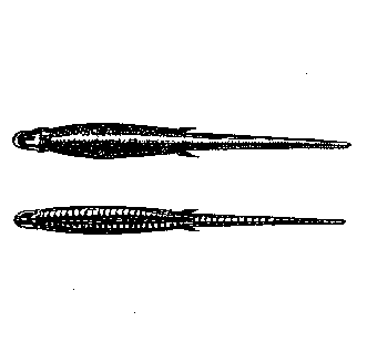 Иллюстрация к книге — Запад Эдема [West-of-Eden-10.png]