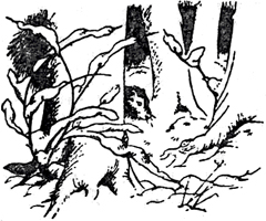 Иллюстрация к книге — Лев, Колдунья и Платяной шкаф [Lion-Witch-and-Wardrobe-15.jpg]