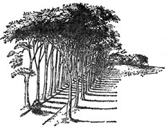 Иллюстрация к книге — Покоритель зари, или плавание на край света [Conqueror-of-the-dawn-22.jpg]