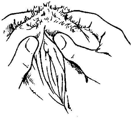 Иллюстрация к книге — Библия секса [Bible-Sex-028.png]