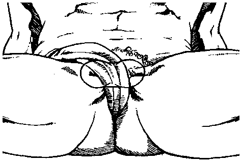 Иллюстрация к книге — Библия секса [Bible-Sex-036.png]