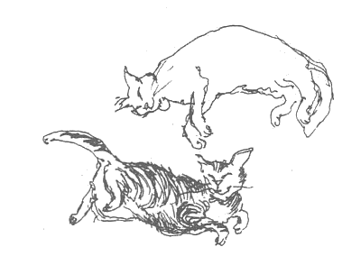 Иллюстрация к книге — Прованс навсегда [Toujours-Provence-004.png]