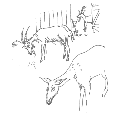 Иллюстрация к книге — Прованс навсегда [Toujours-Provence-008.png]