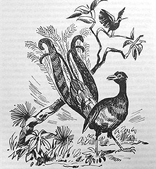 Иллюстрация к книге — Томек в стране кенгуру [pic27.jpg]