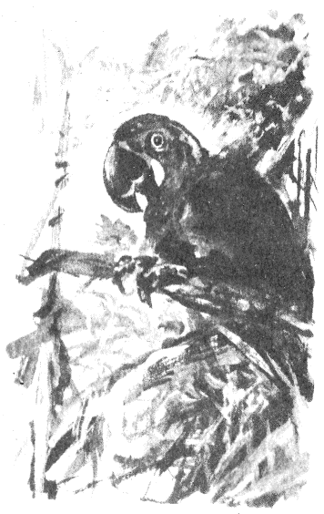 Иллюстрация к книге — Томек в Гран-Чако [pic02.png]