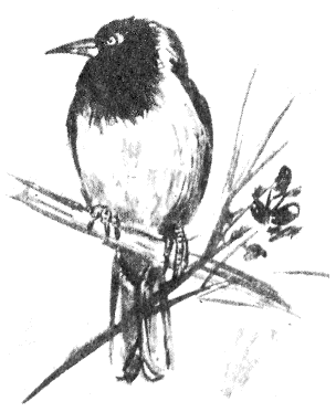 Иллюстрация к книге — Томек в Гран-Чако [pic03.png]