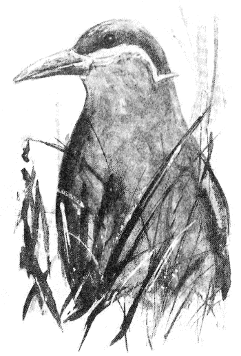 Иллюстрация к книге — Томек в Гран-Чако [pic05.png]