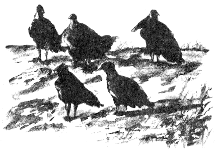 Иллюстрация к книге — Томек в Гран-Чако [pic07.png]