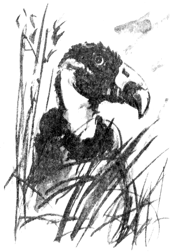 Иллюстрация к книге — Томек в Гран-Чако [pic08.png]