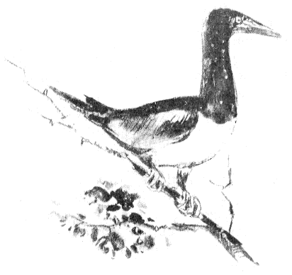 Иллюстрация к книге — Томек в стране фараонов [pic02.png]