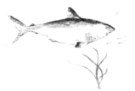 Иллюстрация к книге — Томек в стране фараонов [pic03.png]