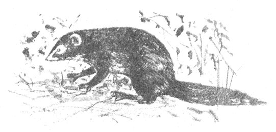 Иллюстрация к книге — Томек в стране фараонов [pic04.png]