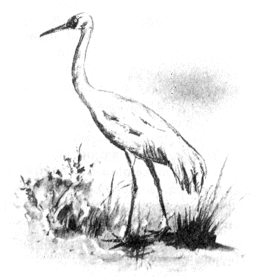 Иллюстрация к книге — Томек в стране фараонов [pic09.png]