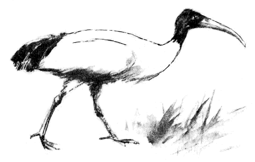 Иллюстрация к книге — Томек в стране фараонов [pic10.png]