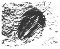 Иллюстрация к книге — Джейк Рэнсом и Король Черепов [_06.jpg]