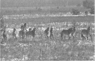 Иллюстрация к книге — Чернобыль, Припять, далее Нигде… [i_018.jpg]