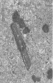 Иллюстрация к книге — Чернобыль, Припять, далее Нигде… [i_020.jpg]