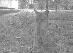 Иллюстрация к книге — Чернобыль, Припять, далее Нигде… [i_030.jpg]