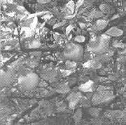 Иллюстрация к книге — Чернобыль, Припять, далее Нигде… [i_075.jpg]