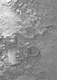 Иллюстрация к книге — Чернобыль, Припять, далее Нигде… [i_080.jpg]