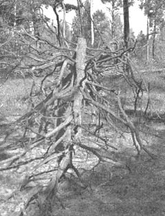 Иллюстрация к книге — Чернобыль, Припять, далее Нигде… [i_129.jpg]