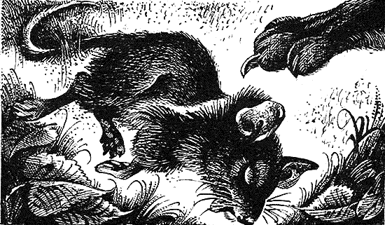 Иллюстрация к книге — Пророчество Синей Звезды. Начало [i_008.png]