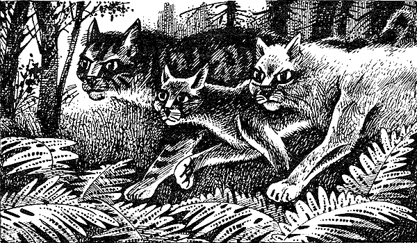 Иллюстрация к книге — Пророчество Синей Звезды. Выбор [i_016.png]