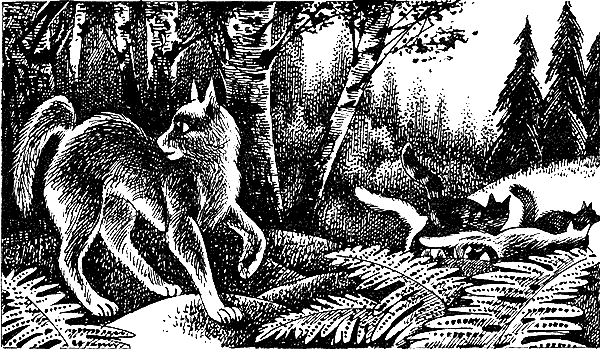 Иллюстрация к книге — Пророчество Синей Звезды. Выбор [i_018.png]