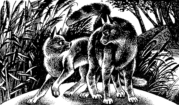 Иллюстрация к книге — Пророчество Синей Звезды. Выбор [i_022.png]