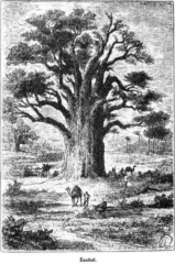 Иллюстрация к книге — Мореплаватели XVIII века [pic_102.jpg]