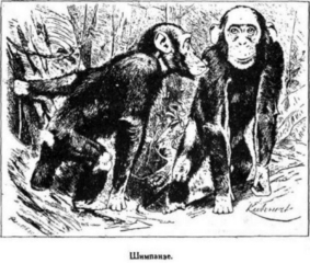 Иллюстрация к книге — Мореплаватели XVIII века [pic_104.jpg]