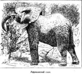 Иллюстрация к книге — Мореплаватели XVIII века [pic_115.jpg]