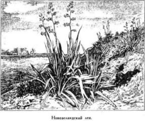 Иллюстрация к книге — Мореплаватели XVIII века [pic_30.jpg]