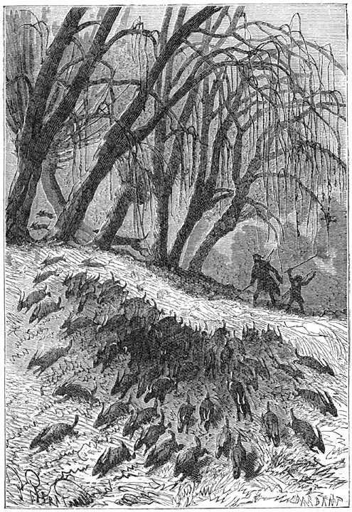 Иллюстрация к книге — Таинственный остров [p117.jpg]