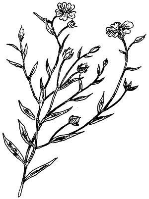 Иллюстрация к книге — Чернильная кровь [i_003.png]