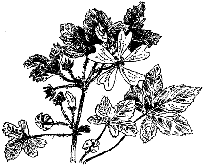 Иллюстрация к книге — Чернильная кровь [i_013.png]