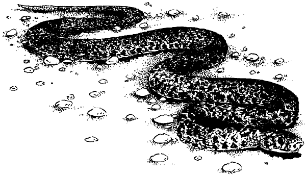 Иллюстрация к книге — Чернильная кровь [i_035.png]