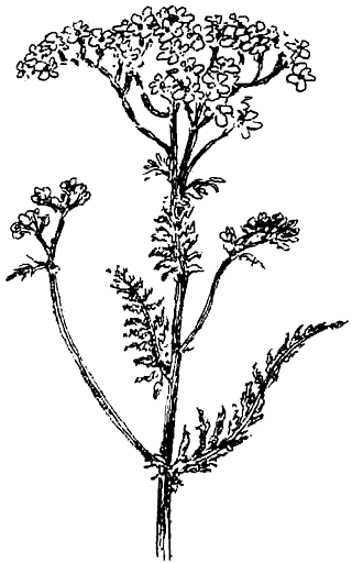 Иллюстрация к книге — Чернильная кровь [i_039.png]