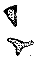 Иллюстрация к книге — Сообщение Артура Гордона Пима [any2fbimgloader4.png]