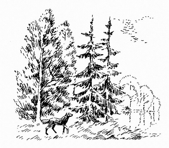 Иллюстрация к книге — Кладовая солнца. Рассказы о природе [i_001.png]