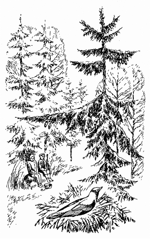 Иллюстрация к книге — Кладовая солнца. Рассказы о природе [i_010.png]