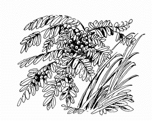 Иллюстрация к книге — Кладовая солнца. Рассказы о природе [i_014.png]