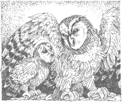 Иллюстрация к книге — Ночные стражи. Наследник [i_006.jpg]