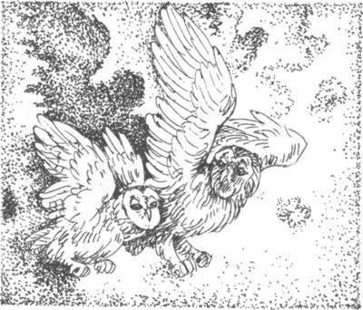 Иллюстрация к книге — Ночные стражи. Наследник [i_028.jpg]