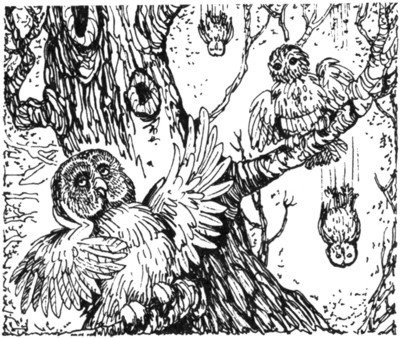 Иллюстрация к книге — Ночные стражи. Первый угленос [i_016.jpg]