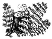 Иллюстрация к книге — Ночные стражи. Первый угленос [i_048.jpg]