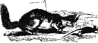 Иллюстрация к книге — Новая энциклопедия Относительного и Абсолютного знания [i_035.png]